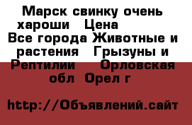 Марск свинку очень хароши › Цена ­ 2 000 - Все города Животные и растения » Грызуны и Рептилии   . Орловская обл.,Орел г.